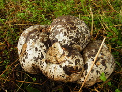 Calvatia nipponica