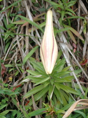 Lilium longiflorum scabrum
