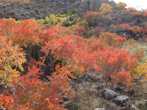Tanner's sumac