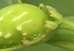 Pemphigus
