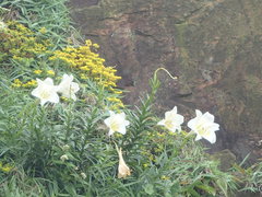 Lilium longiflorum scabrum