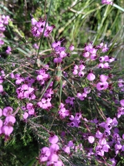 Odontura macphersoni