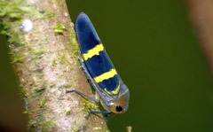 Amblyscarta inca