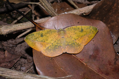 Omiza pachiaria