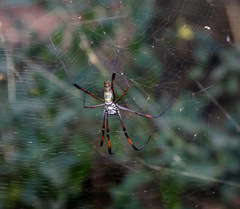 Trichonephila inaurata