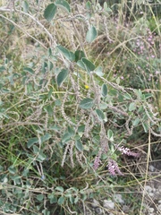 Aloysia scorodonioides