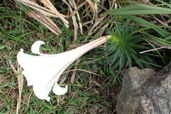 Lilium longiflorum scabrum