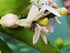 Paratrigona