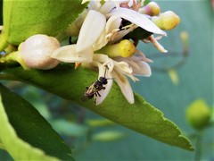 Paratrigona