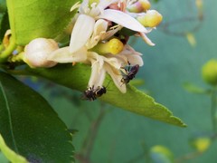 Paratrigona