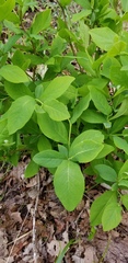 Dirca decipiens