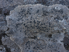 Rhizocarpon reductum