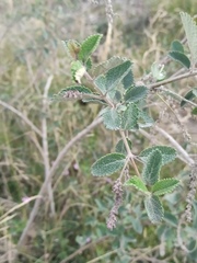 Aloysia scorodonioides