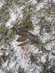 Asclepias humistrata image