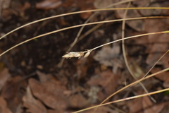 Carex muricata pairae