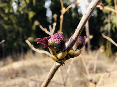 Sambucus racemosa