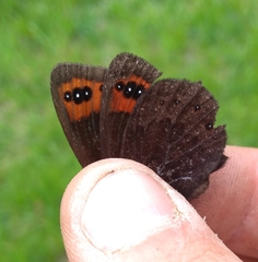 Erebia triarius