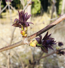 Sambucus racemosa