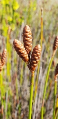 Nevillea obtusissima