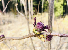 Sambucus racemosa