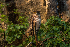 Ketupa zeylonensis orientalis