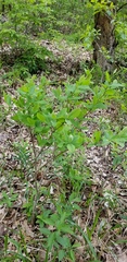Dirca decipiens