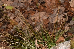Carex muricata pairae