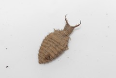 Macronemurus bilineatus