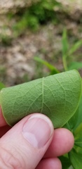 Dirca decipiens
