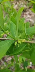 Dirca decipiens