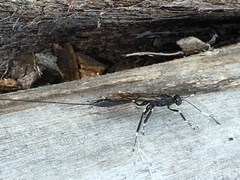 Xorides stigmapterus