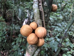 Dysoxylum parasiticum