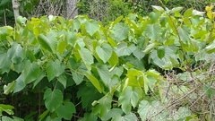 Vernicia fordii
