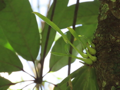 Liparis condylobulbon