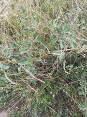 Aloysia scorodonioides