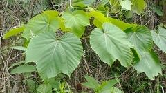 Vernicia fordii