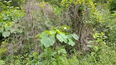 Vernicia fordii