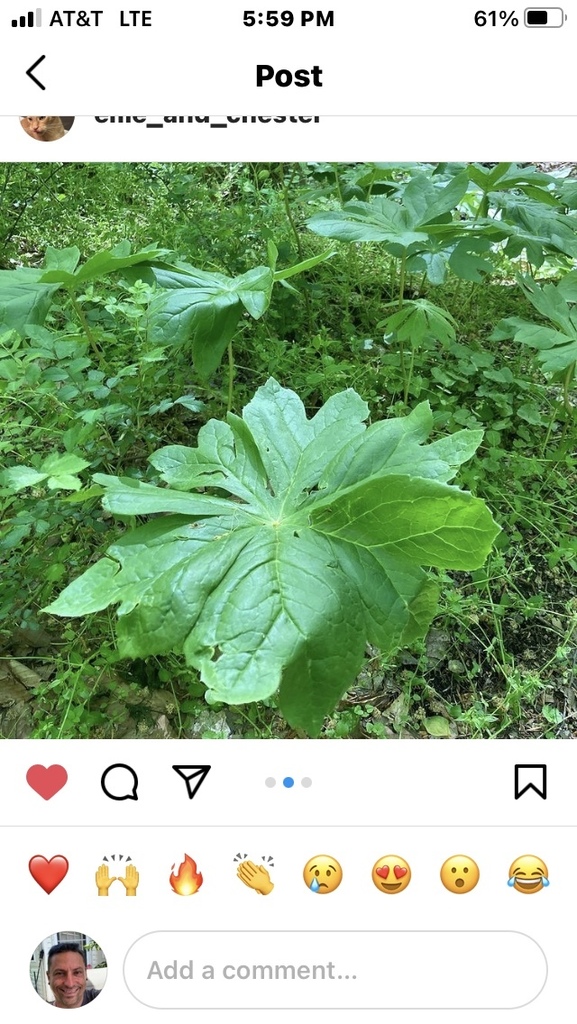 mayapple from Gerloff Rd, Schwenksville, PA, US on May 2, 2021 at 0559