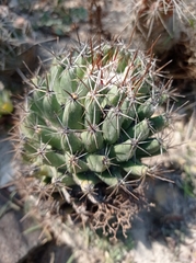Coryphantha octacantha
