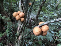 Dysoxylum parasiticum