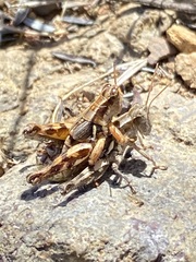 Aeoloplides fuscipes