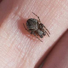 Araneus sturmi