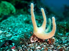 Manucomplanus varians