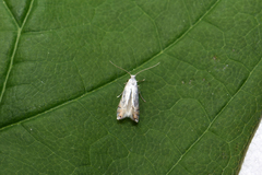 Phyllonorycter harrisella