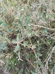 Aloysia scorodonioides