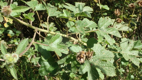 Prickly Hibiscus