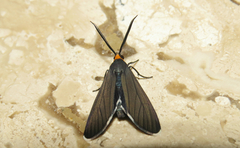 Ctenucha