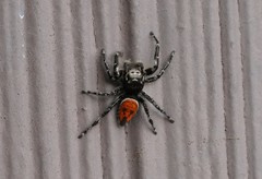 Phidippus phoenix