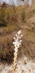 Bulbinella trinervis
