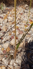 Bulbinella trinervis